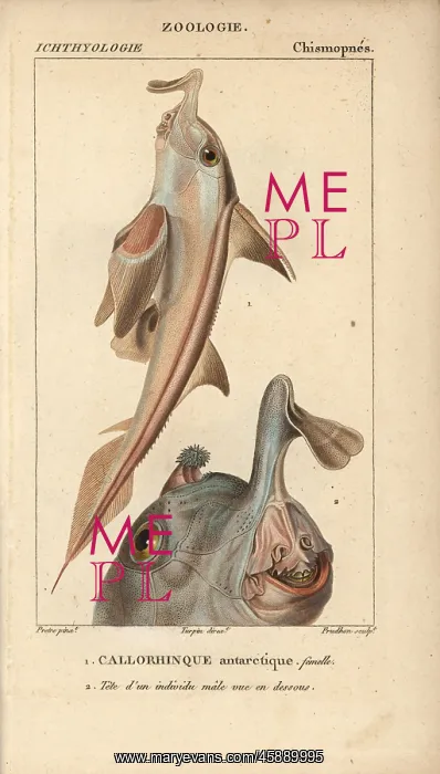 : Elephant fish, Callorhinchus callorynchus : Elephant fish, Callorhinchus callorynchus