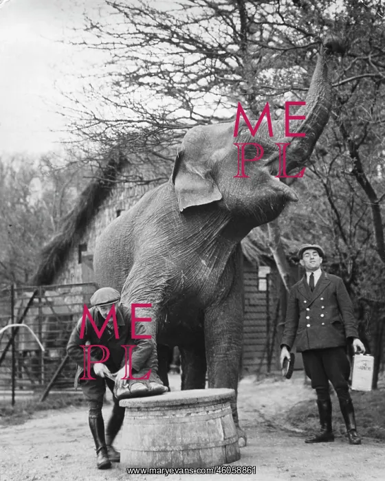 : An elephant is getting a pedicure : An elephant is getting a pedicure