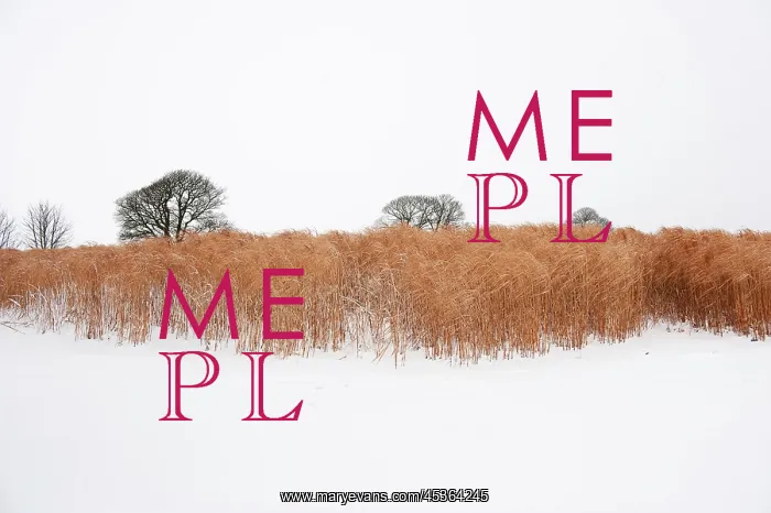 : Elephant grass in snow : Elephant grass in snow