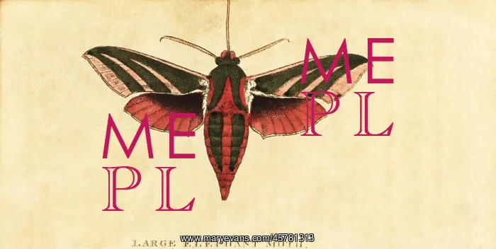 : Elephant hawk moth, Deilephila elpenor : Elephant hawk moth, Deilephila elpenor