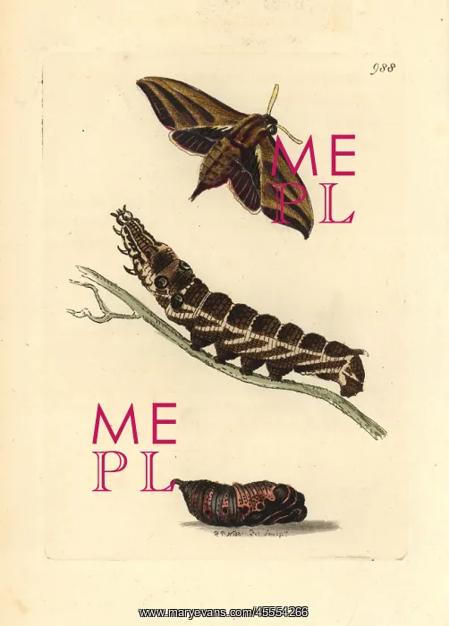 : Elephant hawkmoth, Deilephia elpenor : Elephant hawkmoth, Deilephia elpenor