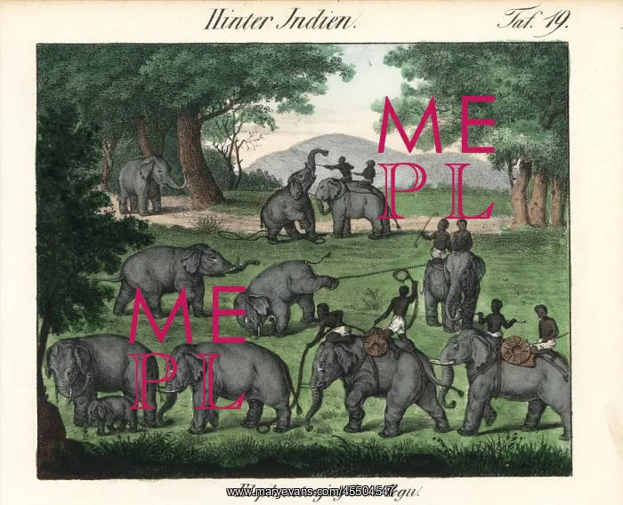 : Elephant hunting in Pegu (Bago) in Burma : Elephant hunting in Pegu (Bago) in Burma