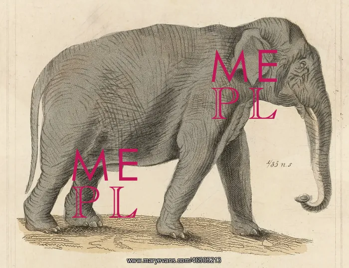  : Elephant - Indian circa 1930