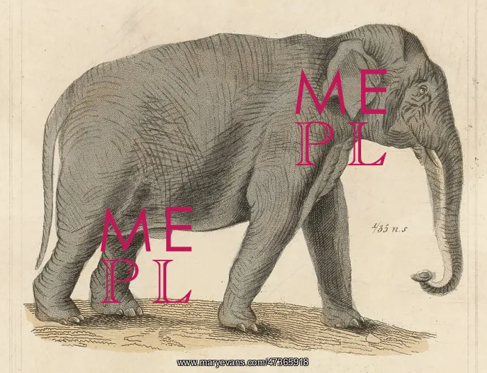  : Elephant - Indian circa 1930