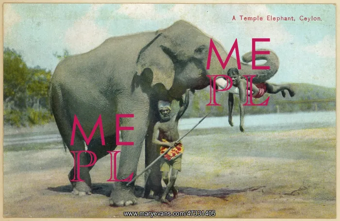  : ELEPHANT / KEEPERS 1930S