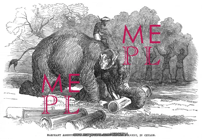 : Elephant lays water pipes, 1856 : Elephant lays water pipes, 1856