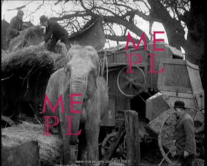 : Elephant Loading Hay Into A Bailing Machine on a Farm : Elephant Loading Hay Into A Bailing Machine on a Farm