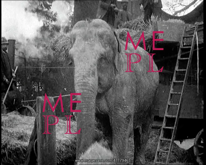: Elephant Loading Hay Into A Bailing Machine on a Farm : Elephant Loading Hay Into A Bailing Machine on a Farm