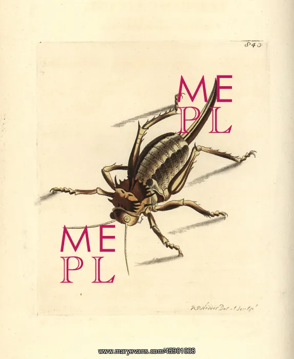 : Elephant locust, Pamphagus elephas : Elephant locust, Pamphagus elephas