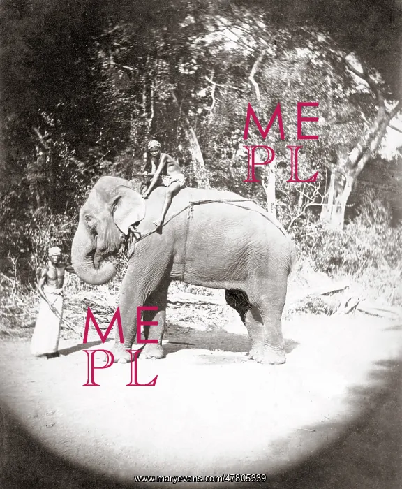  : Elephant and mahout, India, c.1890's