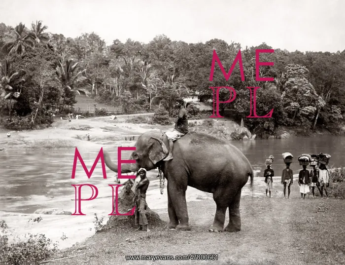 : Elephant and mahout river, Ceylon (Sri Lanka), c.1880's : Elephant and mahout river, Ceylon (Sri Lanka), c.1880's
