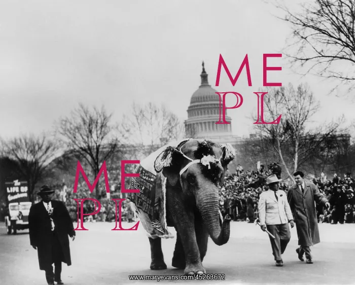 : Elephant marching in the Eisenhower Inaugural Parade : Elephant marching in the Eisenhower Inaugural Parade