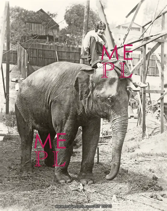  : Elephant with someone on his mind