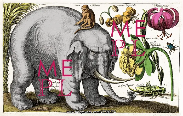 : Elephant, Monkey, Flowers, Insects, 1663 : Elephant, Monkey, Flowers, Insects, 1663