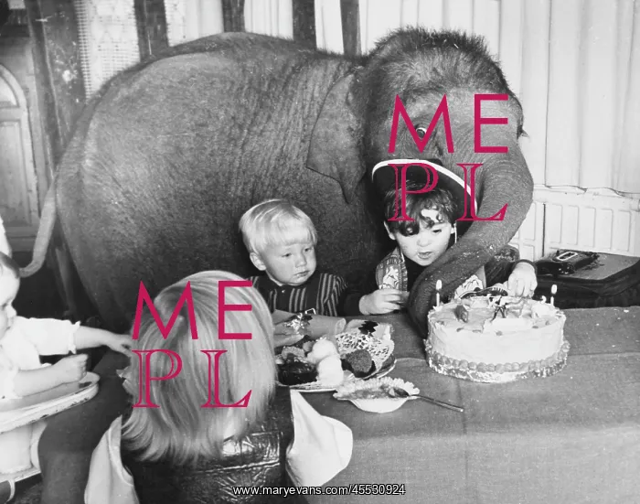  : Elephant at a party