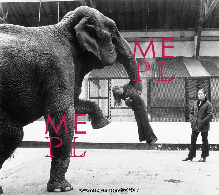 : ELEPHANT PICKS UP GIRL : ELEPHANT PICKS UP GIRL