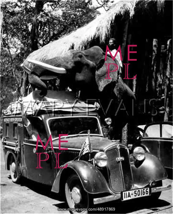 : ELEPHANT PRANKSTER : ELEPHANT PRANKSTER