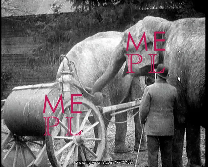 : Elephant Pumping A Handle on a Device Attached : Elephant Pumping A Handle on a Device Attached