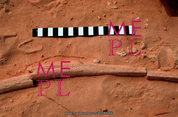 : Elephant rib : Elephant rib