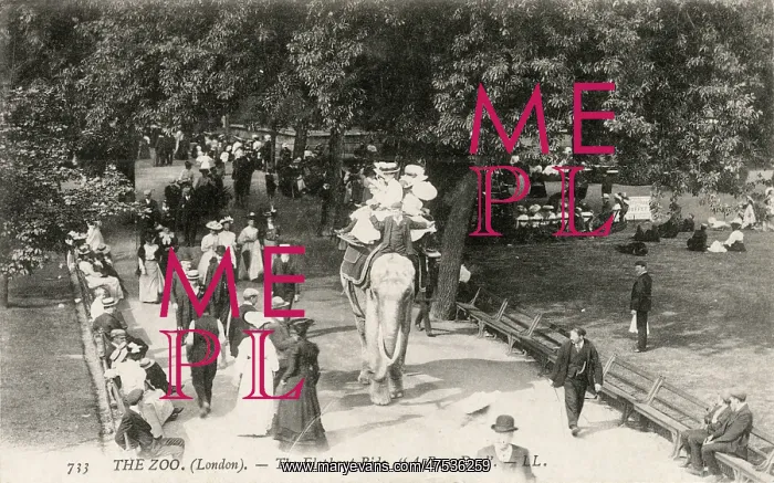  : Elephant Ride at London Zoo