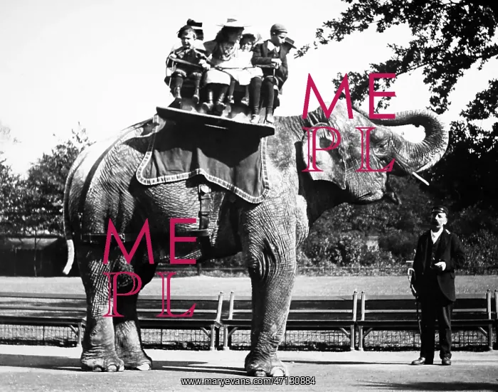  : Elephant ride (probably London Zoo), Victorian period