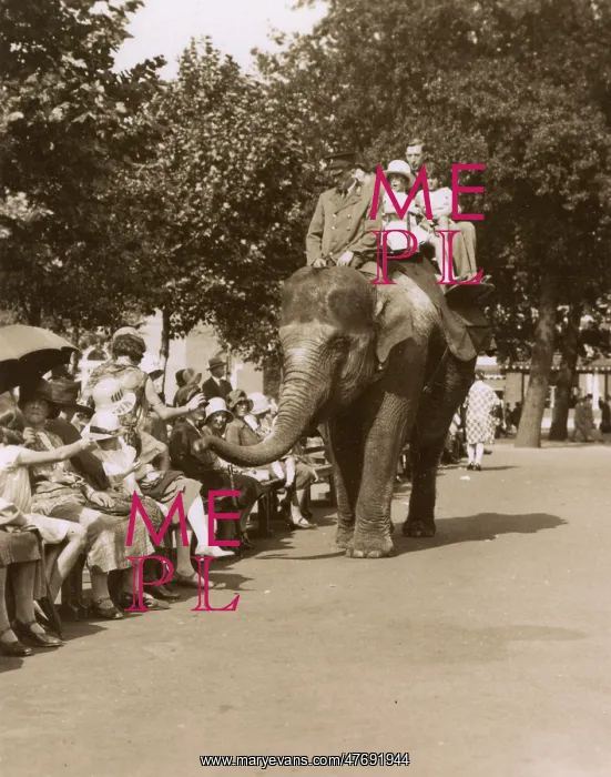 : Elephant ride, Zoological Gardens, Regents Park, London : Elephant ride, Zoological Gardens, Regents Park, London