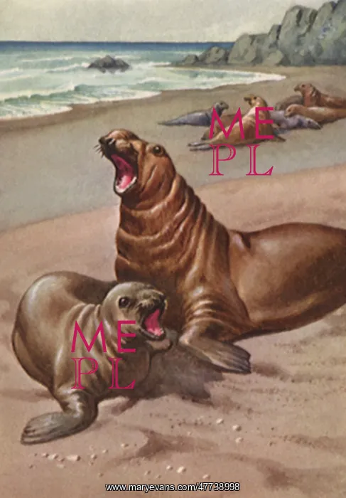  : Elephant Seal