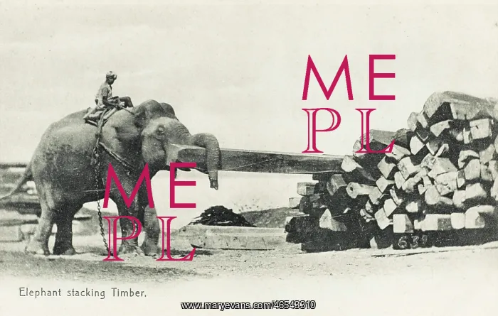 : Elephant shifting large pieces of timber : Elephant shifting large pieces of timber