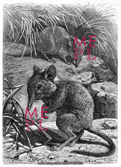 : ELEPHANT SHREW : ELEPHANT SHREW