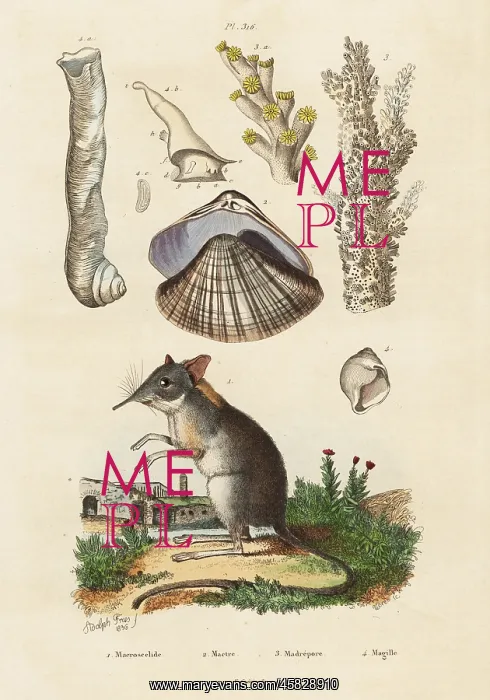 : Elephant shrew, clam and corals : Elephant shrew, clam and corals