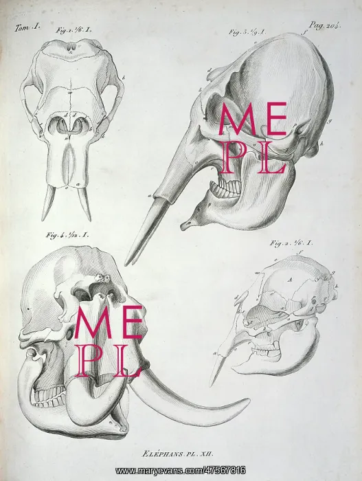 : Elephant skulls : Elephant skulls