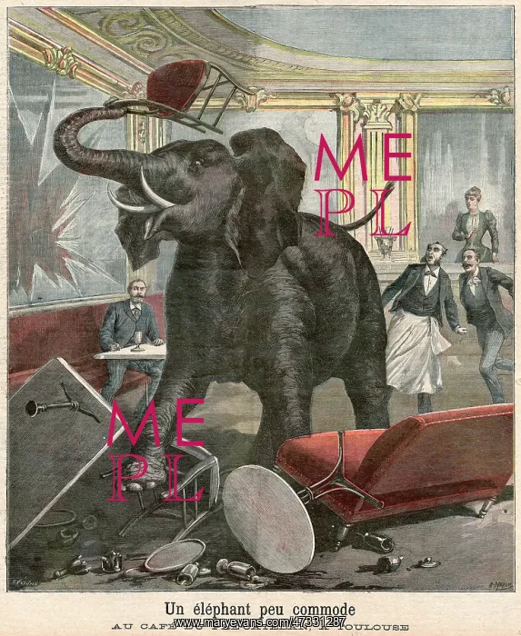 : ELEPHANT / TOULOUSE CAFE : ELEPHANT / TOULOUSE CAFE