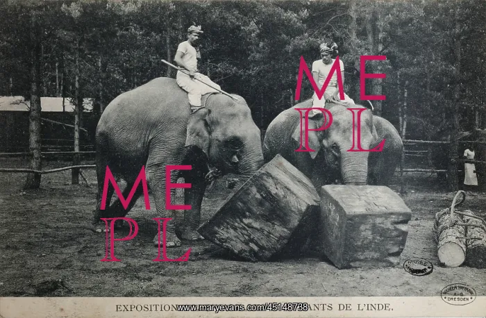 : Elephant training, 1907 Colonial Exhibition, Jardin : Elephant training, 1907 Colonial Exhibition, Jardin