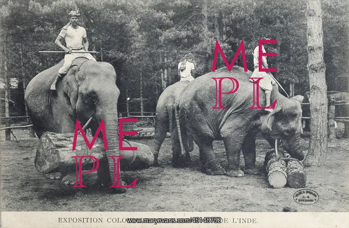 : Elephant training, 1907 Colonial Exhibition, Jardin : Elephant training, 1907 Colonial Exhibition, Jardin