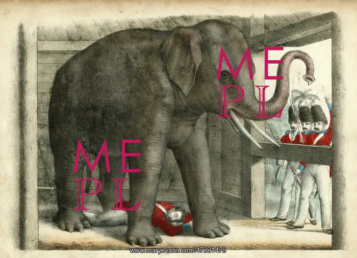: ELEPHANT / TROOPER C1845 : ELEPHANT / TROOPER C1845