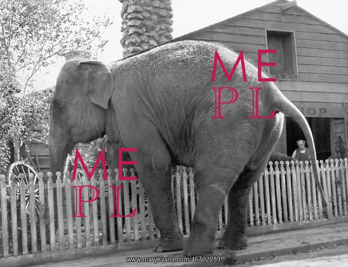 : Elephant trying to cross over a picket fence : Elephant trying to cross over a picket fence