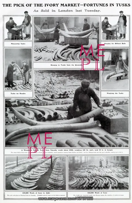 : Elephant Tusks, Sold in London 1908 : Elephant Tusks, Sold in London 1908