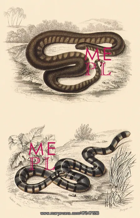  : Elephant Water Snake and Sea Snake