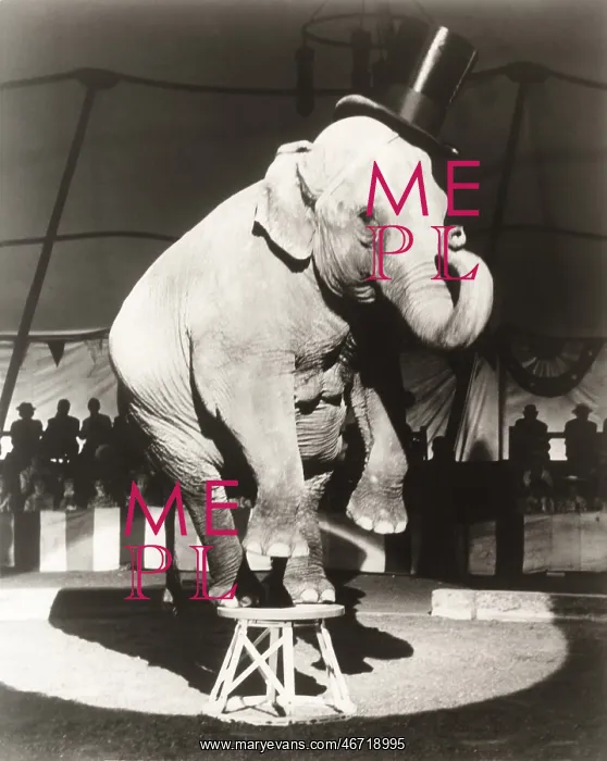 : Elephant wearing top hat performing on stool in circus : Elephant wearing top hat performing on stool in circus