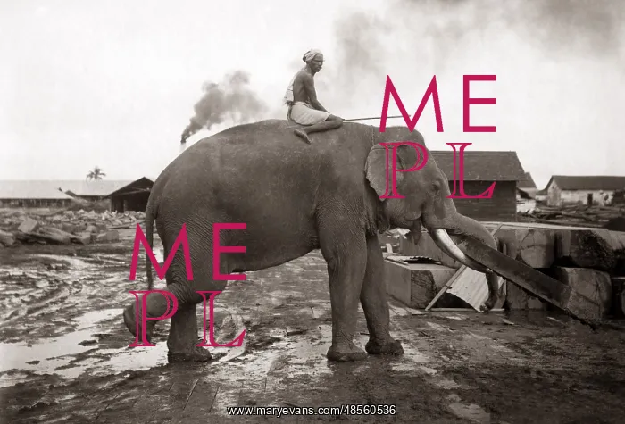 : Elephant at work, Burma (Myanmar) circa 1890 (Klier studio) : Elephant at work, Burma (Myanmar) circa 1890 (Klier studio)