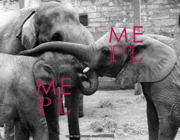  : THREE ELEPHANTS