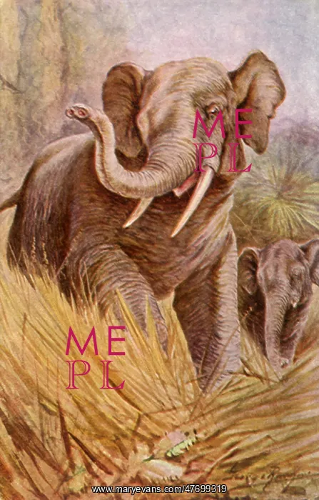  : Two Elephants