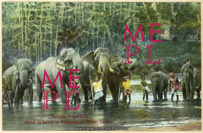 : ELEPHANTS / BATHING 1930S : ELEPHANTS / BATHING 1930S