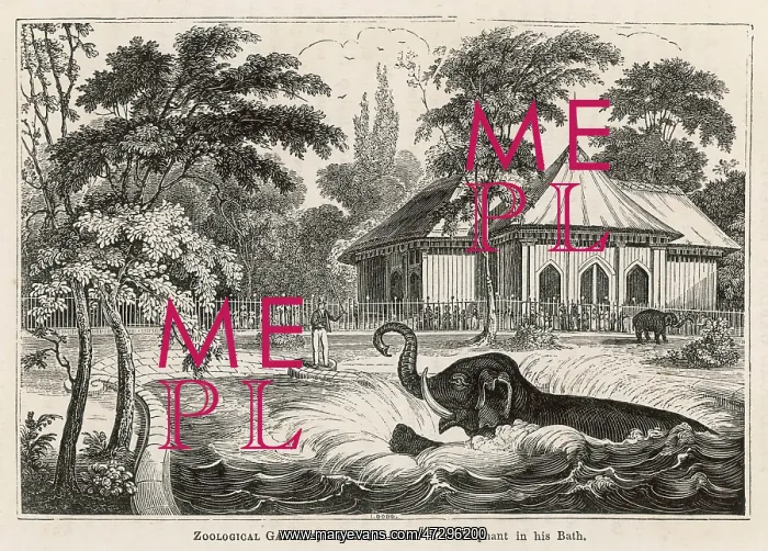 : ELEPHANTS BATHING C1840 : ELEPHANTS BATHING C1840