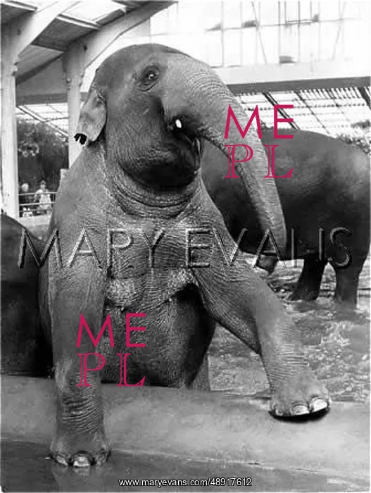 : ELEPHANT'S BATHTIME : ELEPHANT'S BATHTIME