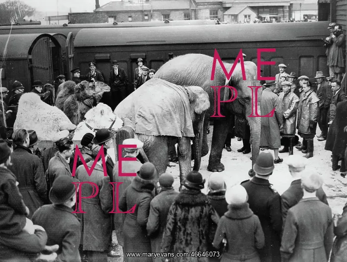 : Two elephants and a camel on the road : Two elephants and a camel on the road