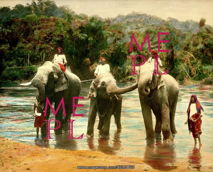  : Elephants in Ceylon