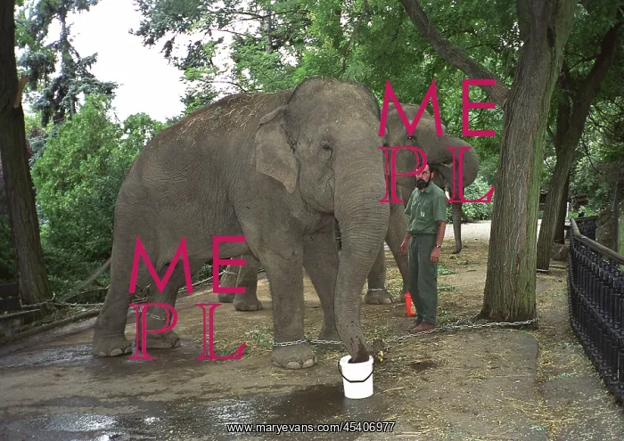 : Three elephants are chained to the trees on higher : Three elephants are chained to the trees on higher