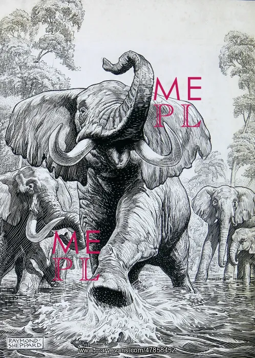 : Elephants charging forward through water : Elephants charging forward through water