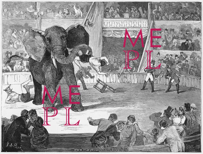 : ELEPHANTS / CIRCUS LORCH : ELEPHANTS / CIRCUS LORCH